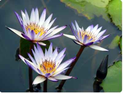 buy blue lotus flowers Australia